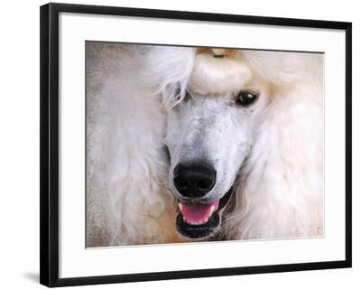 PRE-ORDER-Poodle Print-Standard Poodle-Dog Print-Poodle Art-Poodle Wall Art-Animal Art-Black Standard Poodle-Dancing Poodle-Poodle Present